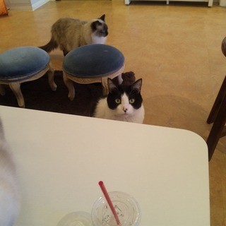 ニャフェ・メランジェ_1