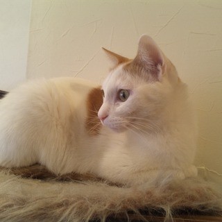 ニャフェ・メランジェ_2