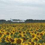 みるきぃふぁーむ - 飛行機と向日葵