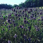Tambara Lavender Park - ラベンダーの周りはハチさんがいっぱいｗ
