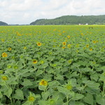 手打ちそば かめやま - 広大な畑に･･･。