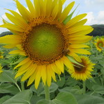 手打ちそば かめやま - 夏の､お日様！