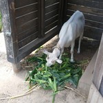 カマ喜ri - エサを食べている様子