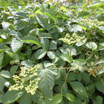 にぐるまやダイニング - 外観