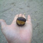 佐々木八重子の店 - ぱっくり割れて食べやすいです