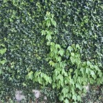 テラスレストラン - 