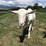 ヴィラデスト ガーデンファーム アンド ワイナリー - やぎ子さん