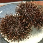 日本料理 TOBIUME - ②赤雲丹(福岡県柏原産)
      赤雲丹の産卵期は初秋～晩秋、旬は初夏～晩夏で、正にベストシーズン。
      昨日、水揚げされ生け簀に入れられていた赤雲丹！
      まだ生きている赤雲丹だから究極の鮮度！