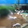 メヒコ 守谷フラミンゴ館