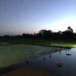 bebek tebaSari rest - 