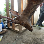 かたつむり - 獲れたての鹿ちゃん