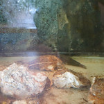 望月 - 生簀に鎮座する岩ガキ