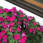 カフェアンドショップ ロータスランド - 蝶々
      2019/08/16
      モーニングＣセット 有機コーヒー 380円
      今週のおまかせセット 550円
      ・こんにゃく唐揚げの甘酢あん
      ・卵豆腐
      ・味噌きゅうり
      ・フレッシュサラダ
      ・スイカ