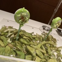 ライラ - 