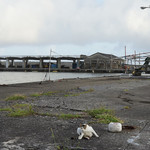 笑福 - 和田漁港にいたネコと遊ぶ