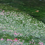 丁子屋 - 梅花藻の花
