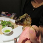 レフェルヴェソンス - 鮎の頭をアップにせよとの指令が（笑）