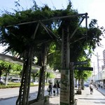 Misoya Raimon - 綺麗な緑の木々