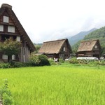 今藤商店 - 今藤商店のとなりの田んぼ