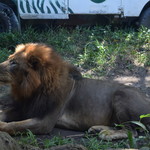 Tsavo Lion Restaurant - 1905_Tsavo Lion Restaurant_外景色_ライオンが本当にすぐそこに！！