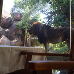 Tsavo Lion Restaurant - 1905_Tsavo Lion Restaurant_外景色_ライオンが本当にすぐそこに！！