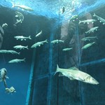 Rokkubeiresutoran - 水族展示