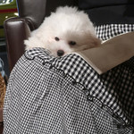 AU GAMIN DE TOKIO table - お膝の上でおとなしく・・