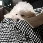 AU GAMIN DE TOKIO table - そして熟睡状態に・・♡