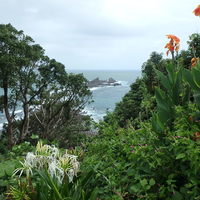 ホテルグランバッハ熱海クレッシェンド - 真鶴岬の浜木綿とカンナ