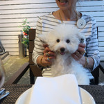 リストランテ ピッツェリア ジャンカルロ トウキョウ - 明日で生後４ヶ月