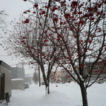 麺屋 菜々兵衛 - 平和駅周辺のナナカマド