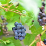 ミツバチガーデン カフェ - 本物のぶどうが！