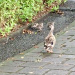 Shinkawa En - 鴨の親子も散歩（七羽孵化した雛は、カラスに四羽やられてしまった。ガンバレ母鳥）