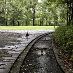 信川円 - 我が家近くの公園には