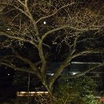 ラ・ビュット・ボワゼ - ラ・ビュット・ボワゼ - 大きな桜の木