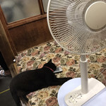 須崎食料品店 - 飼い猫ちゃん。
      リモコンを枕にお昼寝中。