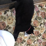 須崎食料品店 - 片足が落ちてるよ。