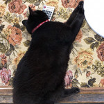 須崎食料品店 - 暑いもんねー。
      