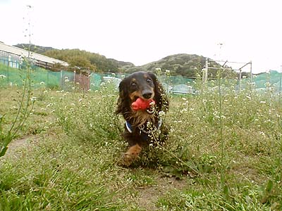 雨の日でもわんこといけるスポット By ぴこち サンドロップス 城見ケ丘 カフェ 食べログ