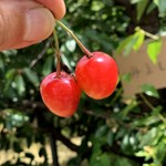 こまき園 - 料理写真:やっぱり佐藤錦が美味しいよね(*^O^*)