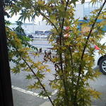 ビストロ セレニテ - 窓からの楓