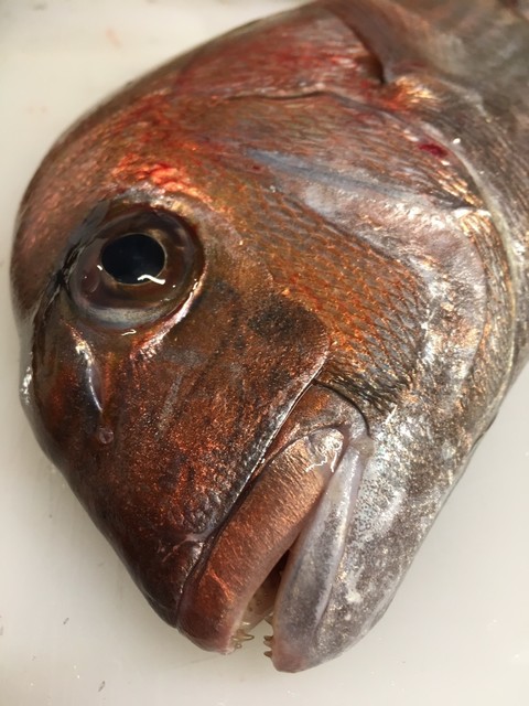 料理メニュー Sakanayaこやま サカナヤコヤマ 紀和 居酒屋 食べログ