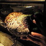 ラ シャッス - キジ