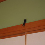 岩本屋 - 窓を開けてると、ツバメが・・・
