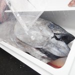 本まぐろ直売所 - 