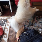 アマノ - 幸せを噛みしめつつ・・