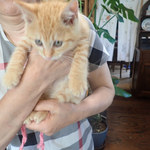 アマノ - きなこさん