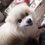 アマノ - もこまるさん