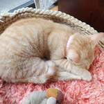 アマノ - 少し大きくなった　きなこさん