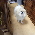 アマノ - もこまる「こんにちワン。ゆっくりしてってワン」